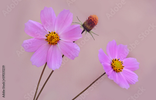 Cosmos flowers