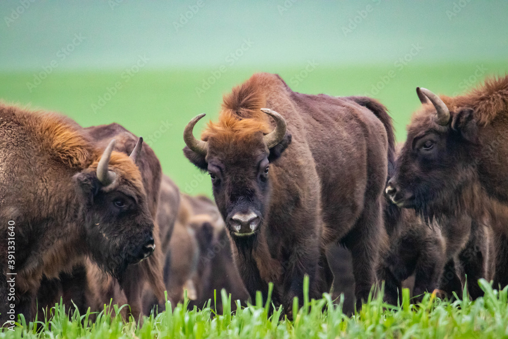 Fototapeta premium impressive wild bison in autumn scenery