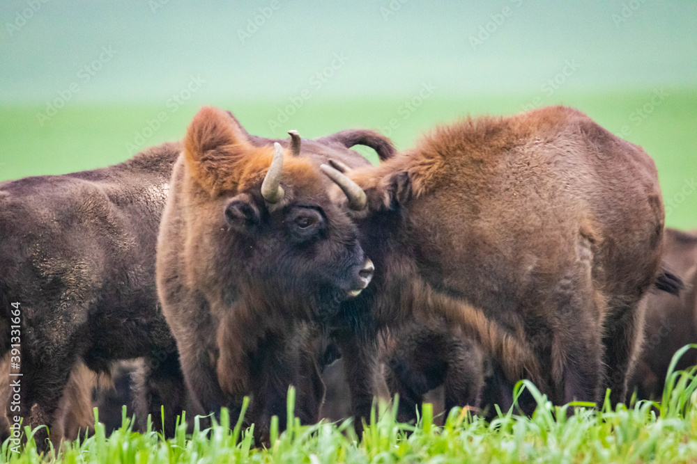 Fototapeta premium impressive wild bison in autumn scenery