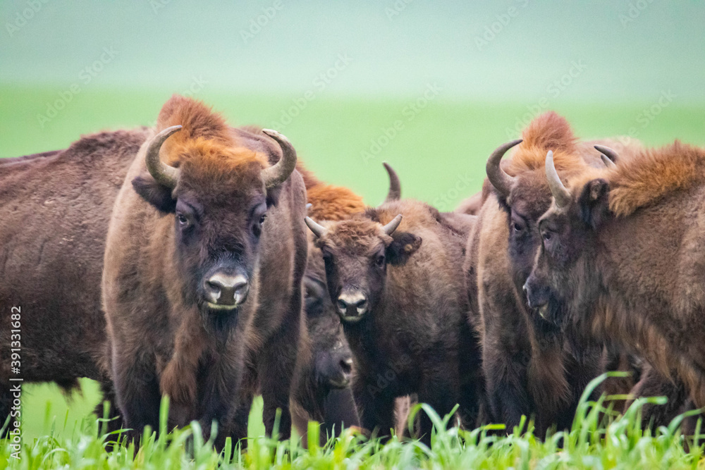 impressive wild bison in autumn scenery
impressive wild bison in autumn scenery