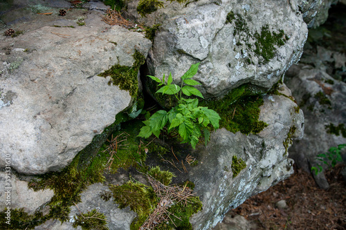 the moss on the rocks