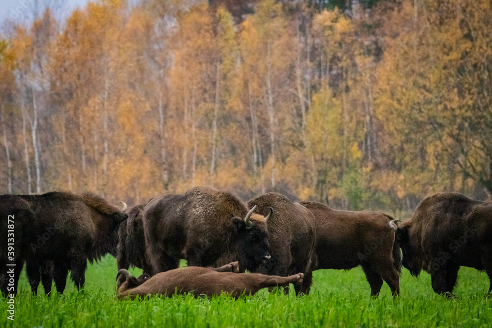 impressive wild bison in autumn scenery
impressive wild bison in autumn scenery