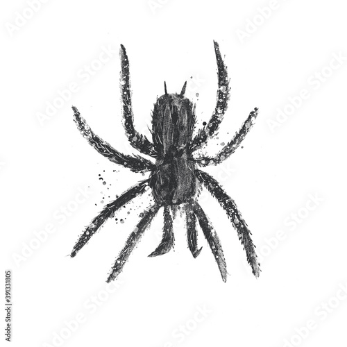 Large black spider, hand drawn decorative illustration with texture on a white background