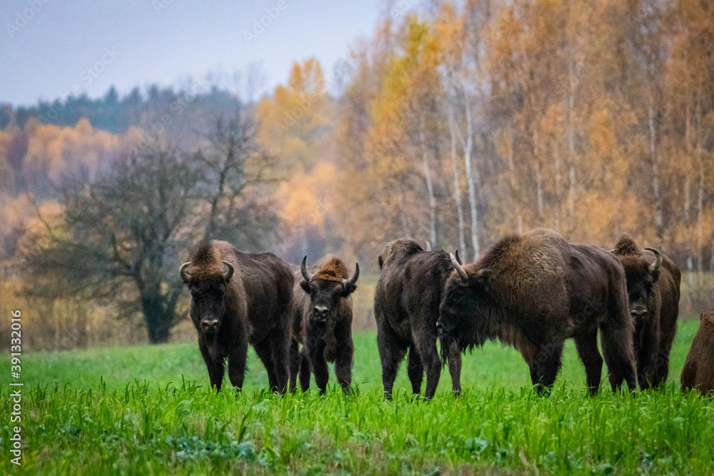 impressive wild bison in autumn scenery
impressive wild bison in autumn scenery