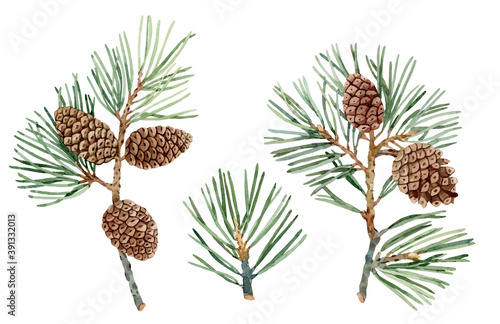 Photo Collection of conifer hand drawn watercolor branches