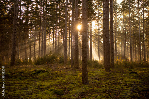 Billede på lærred Sun peaking through a dense pine forest in autumn at sunrise with trees creating