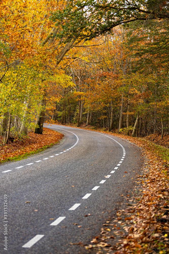 Curvature of a sharp turn in country road through bright vibrant autumn coloured forest lit up by an afternoon sun. Fall season concept.