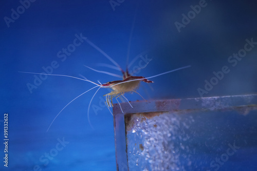 Lysmata amboinensis cleaner shrimp in marine aquarium. Marine life under water. Blur. photo