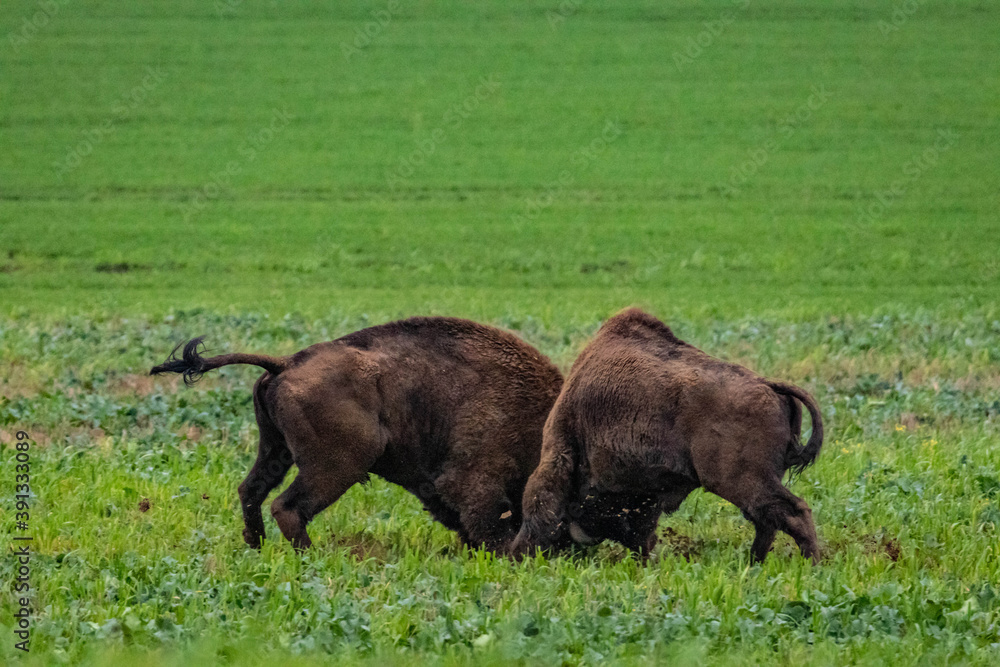 impressive giant wild bison fighting with each other in the autumn scenery
impressive giant wild bison fighting with each other in the autumn scenery