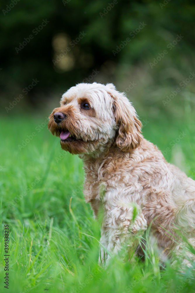 Portrait of a red coated young Cavapoo sitting in grass. Portrait of a red coated young Cavapoo sitting in grass.