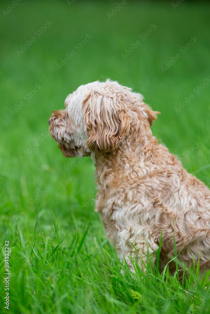 Portrait of a red coated young Cavapoo sitting in grass. Portrait of a red coated young Cavapoo sitting in grass.