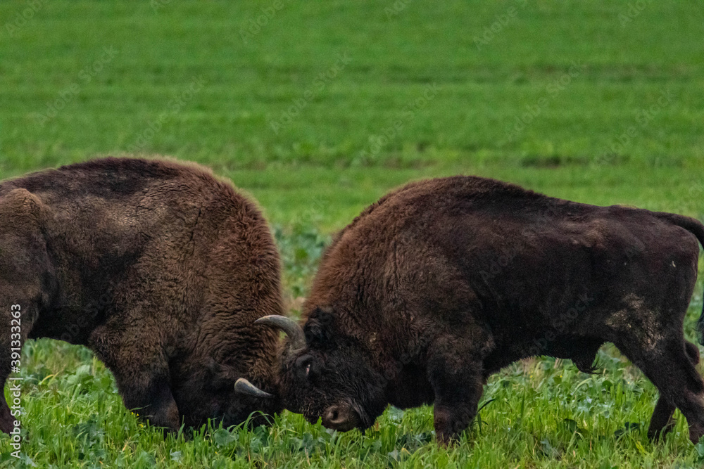 
impressive giant wild bison fighting with each other in the autumn scenery