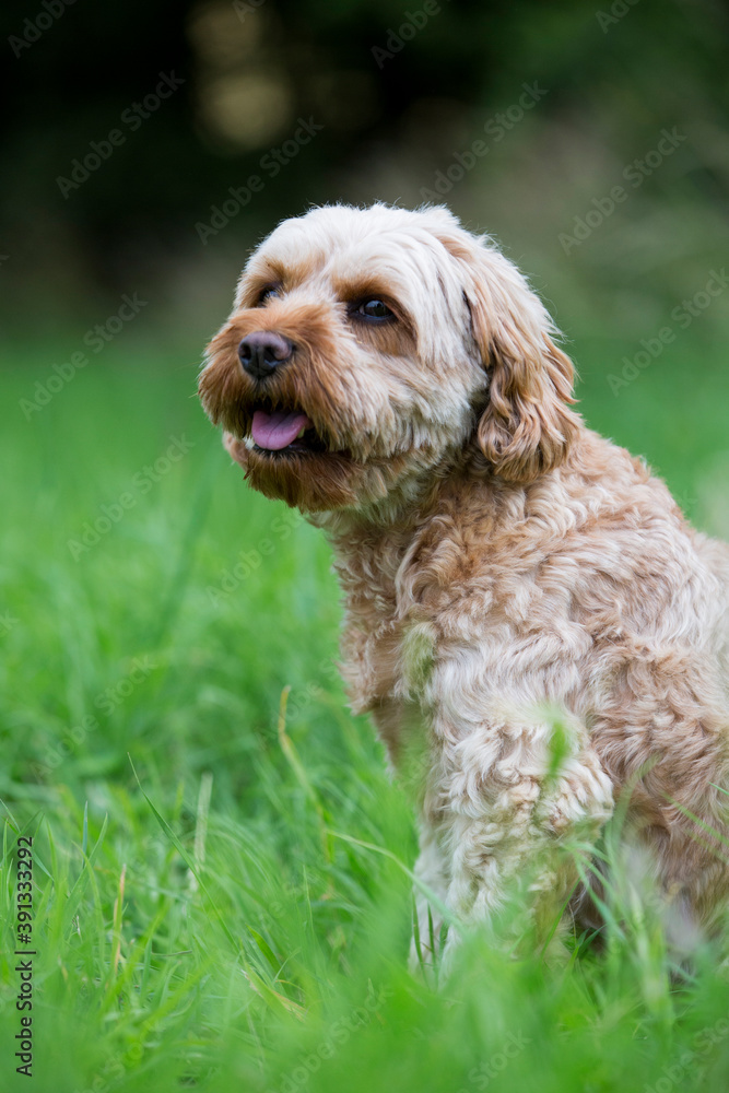 Portrait of a red coated young Cavapoo sitting in grass. Portrait of a red coated young Cavapoo sitting in grass.