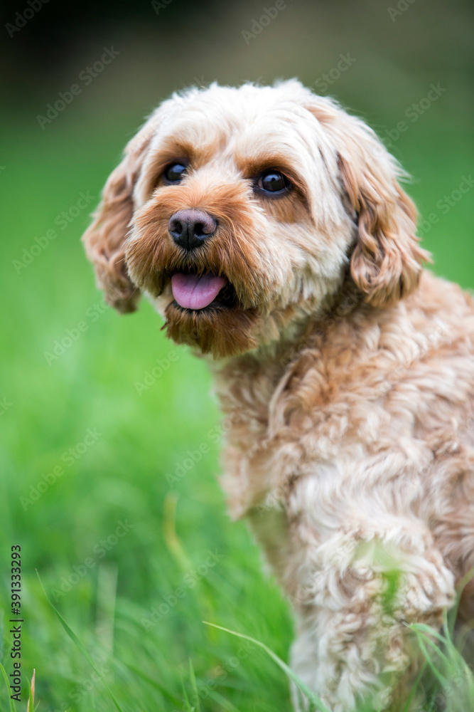 Portrait of a red coated young Cavapoo sitting in grass. Portrait of a red coated young Cavapoo sitting in grass.