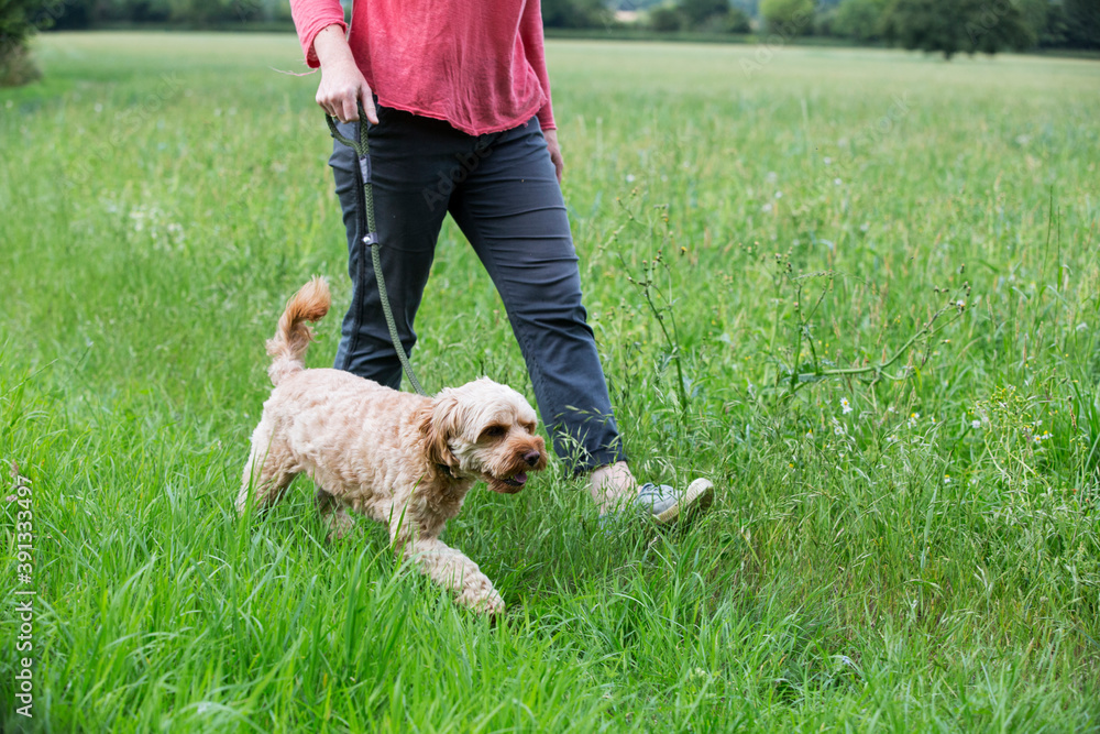 Woman walking in meadow with red coated young Cavapoo. Woman walking in meadow with red coated young Cavapoo.