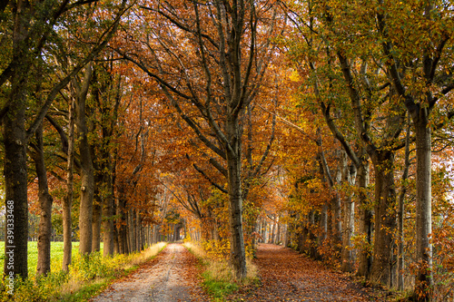 Double lane dirt roads of vibrant autumn coloured trees lit up by a bright afternoon sun. Fall season concept. © Maarten Zeehandelaar