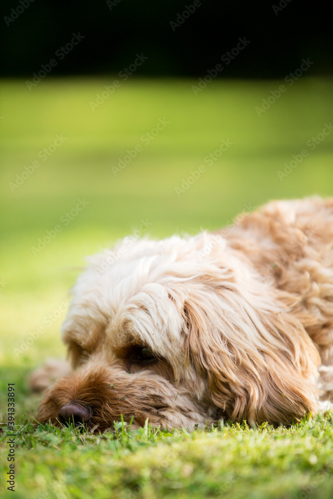 Portrait of a red coated young Cavapoo lying on a lawn. Portrait of a red coated young Cavapoo lying on a lawn.