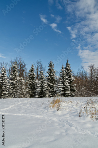 Snow Covered Trees in Pylypow © RiMa Photography