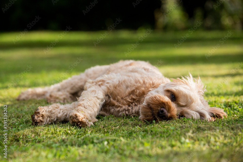 Portrait of a red coated young Cavapoo lying on a lawn. Portrait of a red coated young Cavapoo lying on a lawn.