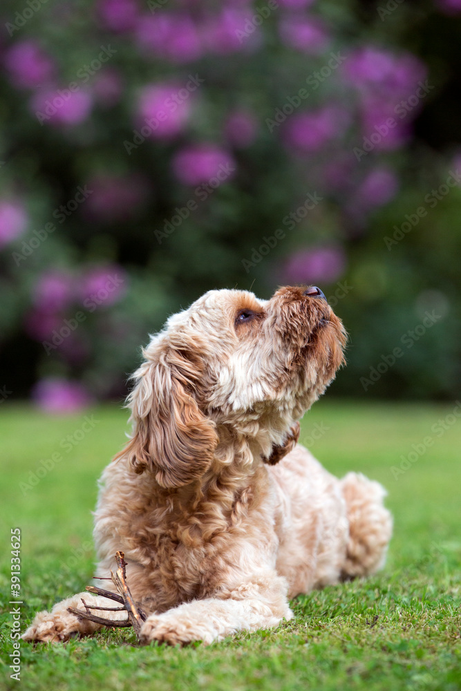 Portrait of a red coated young Cavapoo lying on a lawn. Portrait of a red coated young Cavapoo lying on a lawn.