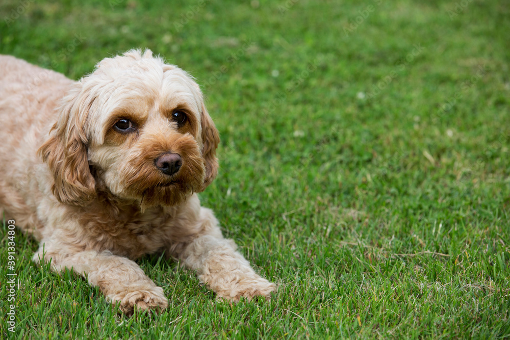 Portrait of a red coated young Cavapoo lying on a lawn. Portrait of a red coated young Cavapoo lying on a lawn.