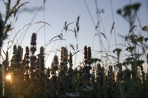 reeds at sunset