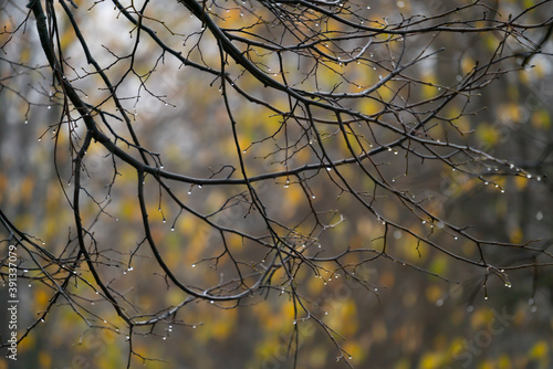 branches with many water droplets after the rain in autumn park