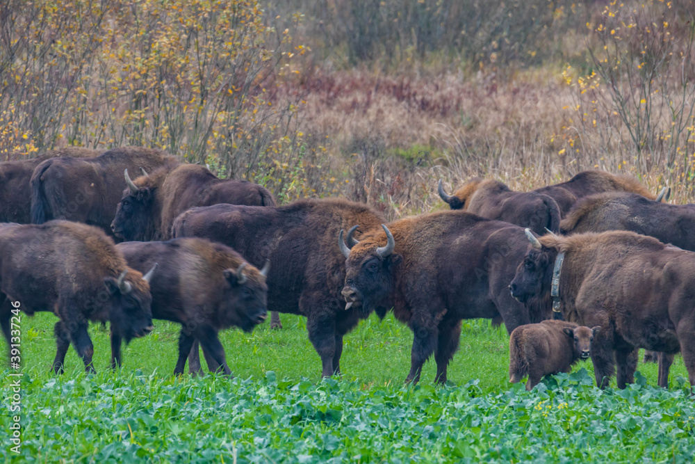 impressive giant wild bison grazing peacefully in the autumn scenery
impressive giant wild bison grazing peacefully in the autumn scenery