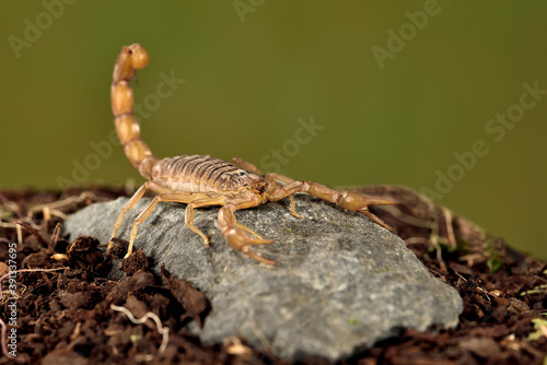 escorpi  n acechando en una piedra con fondo verde  Buthus occitanus  Marbella M  laga Espa  a 