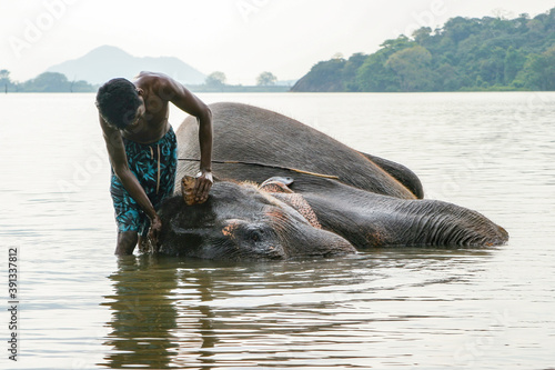 Dambulla, Sri Lanka 4.9.2006 mahout washing his elephant in lake in afternoon
