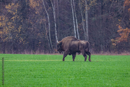  impressive giant wild bison grazing peacefully in the autumn scenery 