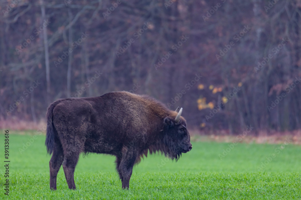 impressive giant wild bison grazing peacefully in the autumn scenery
impressive giant wild bison grazing peacefully in the autumn scenery