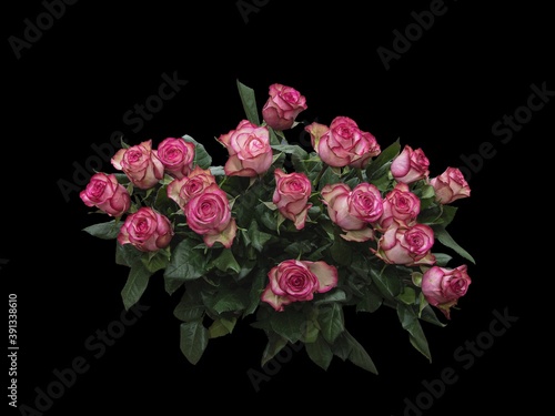 Bouquet of pink roses on black background