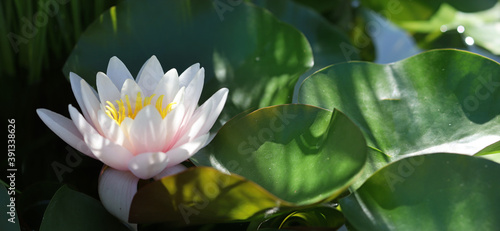 Image of a beautiful lotus flower on the water close-up