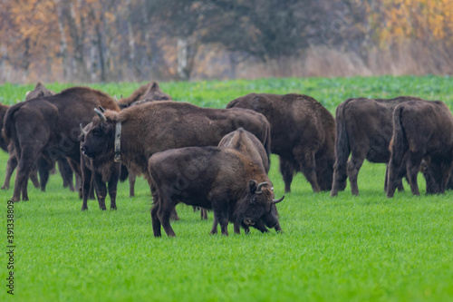  impressive giant wild bison grazing peacefully in the autumn scenery 