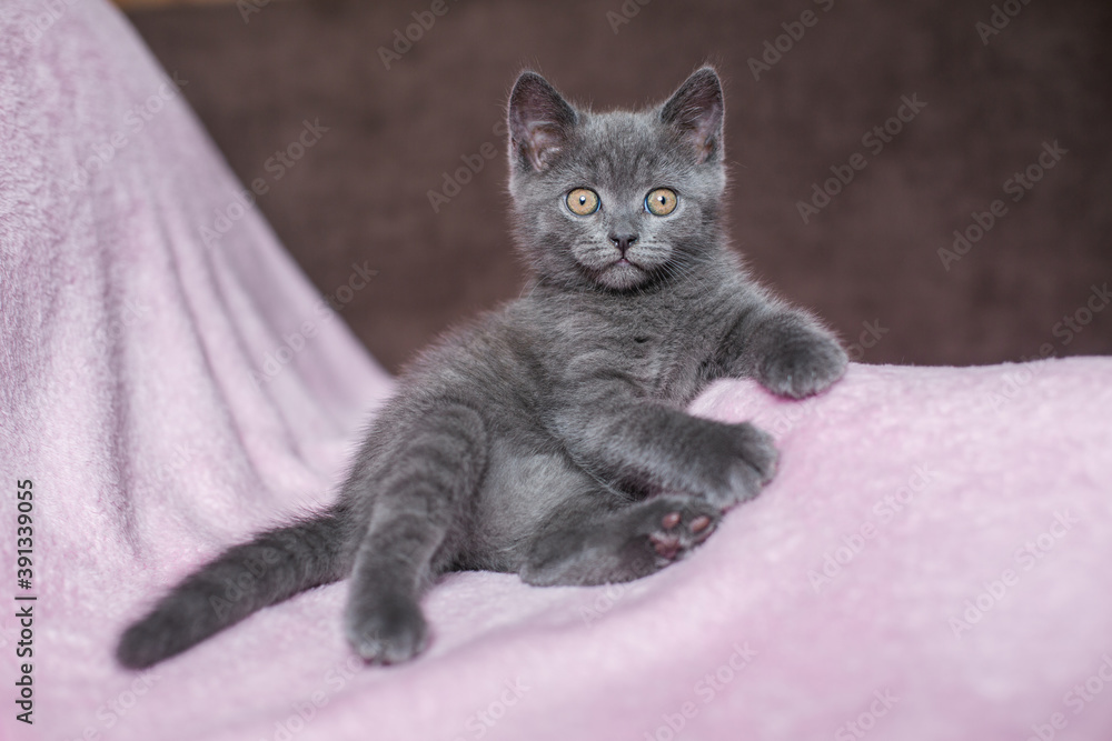 beautiful grey kitten on a pink background
