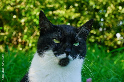 black and white domestic cat on a blurry natural green background, large portrait of a cat