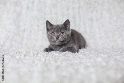 look beautiful gray little cat on a light background 