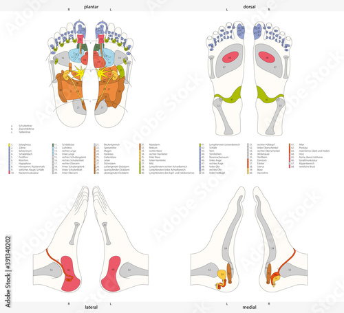 Infografik der Fußreflexzonen des Menschen mit deutscher Beschriftung