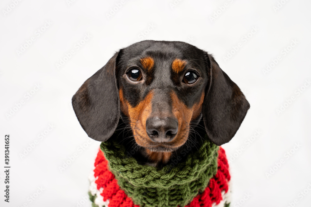 Studio portrait of a Dachshund Studio portrait of a Dachshund