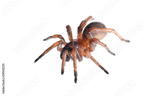 Trapdoor spider (Nemesia sp.) on white background, Italy.