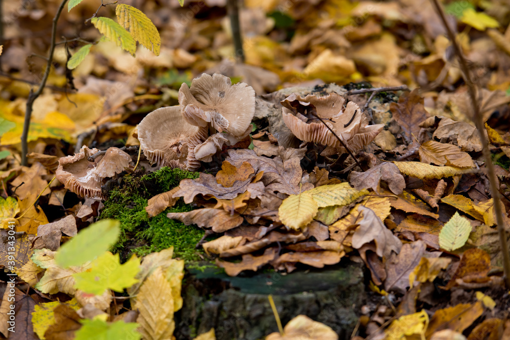 Not edible mushrooms in the autumn forest among the foliage. Close-up. Selective focus.
