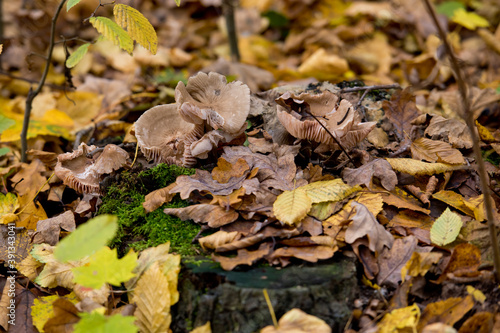 Not edible mushrooms in the autumn forest among the foliage. Close-up. Selective focus.