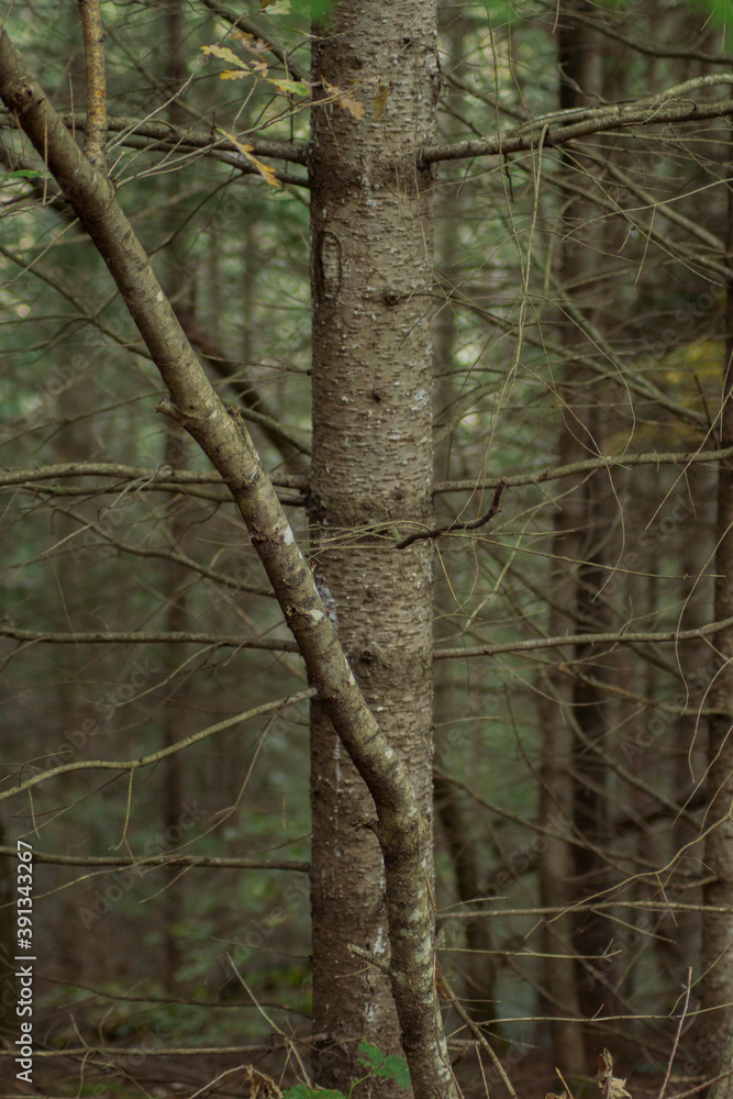 Mysterious forest in the end of autumn. No leaves on the branches and no people around. Deep woods. Close tree trunks. Mysterious forest in the end of autumn. No leaves on the branches and no people around. Deep woods. Close tree trunks.