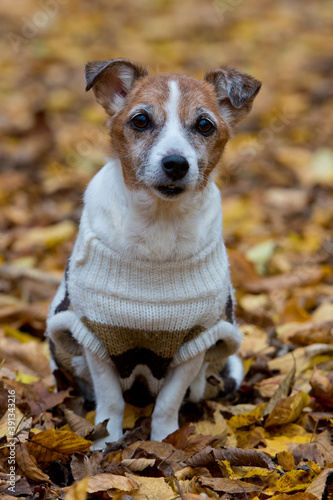 Mature jack russell terrier in forest at autumn day, dog is sitting on yellow fall foliage.
