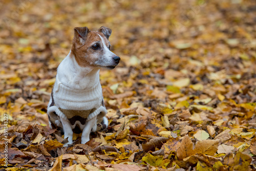 Mature jack russell terrier in forest at autumn day, dog is sitting on yellow fall foliage.
