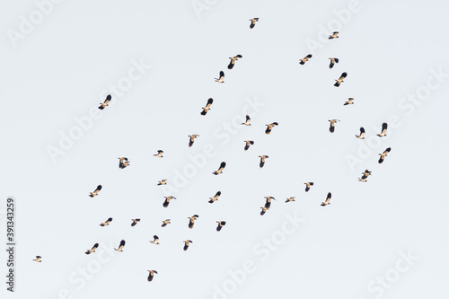 A Flock of Lapwing s Flying Across the Sky