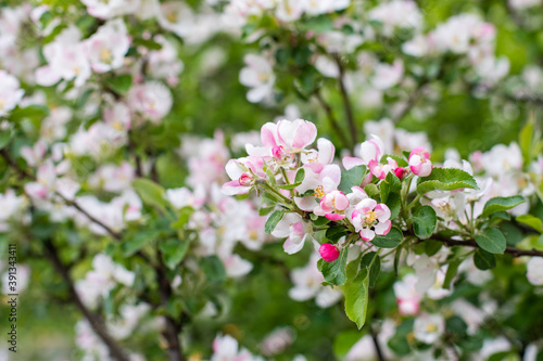 White-pink flowers in the form of a blooming apple tree. Orchard blossom, apple tree branch with flower and bud background nature