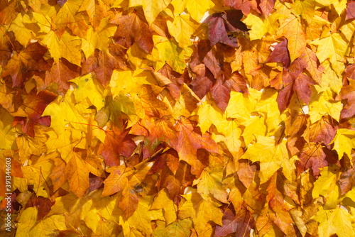 yellow autumn leaves