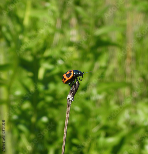 Swamp Milkweed Leaf Beetle (​Labidomera clivicollis)
perched on a prairie flower bloom with high green grass in background on a summer day photo